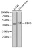 Western blot analysis of extracts of various cell lines, using IKBKG Antibody (14-490) at 1:1000 dilution.<br/>Secondary antibody: HRP Goat Anti-Rabbit IgG (H+L) at 1:10000 dilution.<br/>Lysates/proteins: 25ug per lane.<br/>Blocking buffer: 3% nonfat dry milk in TBST.