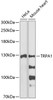 Western blot analysis of extracts of various cell lines, using TRPA1 antibody (14-496) at 1:1000 dilution.<br/>Secondary antibody: HRP Goat Anti-Rabbit IgG (H+L) at 1:10000 dilution.<br/>Lysates/proteins: 25ug per lane.<br/>Blocking buffer: 3% nonfat dry milk in TBST.<br/>Detection: ECL Basic Kit.<br/>Exposure time: 90s.