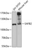 Western blot analysis of extracts of various cell lines, using SAFB2 antibody (14-501) at 1:1000 dilution.<br/>Secondary antibody: HRP Goat Anti-Rabbit IgG (H+L) at 1:10000 dilution.<br/>Lysates/proteins: 25ug per lane.<br/>Blocking buffer: 3% nonfat dry milk in TBST.<br/>Detection: ECL Basic Kit.<br/>Exposure time: 30s.