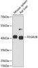 Western blot analysis of extracts of various cell lines, using FCGR2B antibody (14-503) at 1:1000 dilution.<br/>Secondary antibody: HRP Goat Anti-Rabbit IgG (H+L) at 1:10000 dilution.<br/>Lysates/proteins: 25ug per lane.<br/>Blocking buffer: 3% nonfat dry milk in TBST.<br/>Detection: ECL Basic Kit.<br/>Exposure time: 30s.