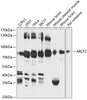 Western blot analysis of extracts of various cell lines, using ABCF2 antibody (14-504) at 1:1000 dilution.<br/>Secondary antibody: HRP Goat Anti-Rabbit IgG (H+L) at 1:10000 dilution.<br/>Lysates/proteins: 25ug per lane.<br/>Blocking buffer: 3% nonfat dry milk in TBST.<br/>Detection: ECL Basic Kit.<br/>Exposure time: 60s.