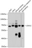 Western blot analysis of extracts of various cell lines, using USH1C antibody (14-505) at 1:1000 dilution.<br/>Secondary antibody: HRP Goat Anti-Rabbit IgG (H+L) at 1:10000 dilution.<br/>Lysates/proteins: 25ug per lane.<br/>Blocking buffer: 3% nonfat dry milk in TBST.<br/>Detection: ECL Basic Kit.<br/>Exposure time: 30s.