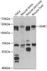 Western blot analysis of extracts of various cell lines, using EMR1 antibody (14-508) at 1:1000 dilution.<br/>Secondary antibody: HRP Goat Anti-Rabbit IgG (H+L) at 1:10000 dilution.<br/>Lysates/proteins: 25ug per lane.<br/>Blocking buffer: 3% nonfat dry milk in TBST.<br/>Detection: ECL Basic Kit.<br/>Exposure time: 90s.