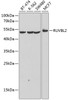 Western blot analysis of extracts of various cell lines, using RUVBL2 antibody (14-511) at 1:1000 dilution.<br/>Secondary antibody: HRP Goat Anti-Rabbit IgG (H+L) at 1:10000 dilution.<br/>Lysates/proteins: 25ug per lane.<br/>Blocking buffer: 3% nonfat dry milk in TBST.<br/>Detection: ECL Basic Kit.<br/>Exposure time: 90s.