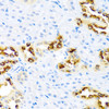 Immunohistochemistry of paraffin-embedded rat kidney using KLK11 antibody (14-512) at dilution of 1:100 (40x lens) .