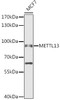 Western blot analysis of extracts of MCF7 cells, using METTL13 antibody (14-524) at 1:1000 dilution.<br/>Secondary antibody: HRP Goat Anti-Rabbit IgG (H+L) at 1:10000 dilution.<br/>Lysates/proteins: 25ug per lane.<br/>Blocking buffer: 3% nonfat dry milk in TBST.<br/>Detection: ECL Enhanced Kit.<br/>Exposure time: 30s.
