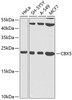 Western blot analysis of extracts of various cell lines, using CBX5 antibody (14-529) at 1:1000 dilution.<br/>Secondary antibody: HRP Goat Anti-Rabbit IgG (H+L) at 1:10000 dilution.<br/>Lysates/proteins: 25ug per lane.<br/>Blocking buffer: 3% nonfat dry milk in TBST.<br/>Detection: ECL Enhanced Kit.<br/>Exposure time: 90s.