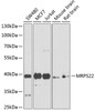 Western blot analysis of extracts of various cell lines, using MRPS22 Antibody (14-532) at 1:1000 dilution.<br/>Secondary antibody: HRP Goat Anti-Rabbit IgG (H+L) at 1:10000 dilution.<br/>Lysates/proteins: 25ug per lane.<br/>Blocking buffer: 3% nonfat dry milk in TBST.<br/>Detection: ECL Basic Kit.<br/>Exposure time: 90s.
