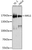 Western blot analysis of extracts of various cell lines, using MKL1 antibody (14-533) at 1:1000 dilution.<br/>Secondary antibody: HRP Goat Anti-Rabbit IgG (H+L) at 1:10000 dilution.<br/>Lysates/proteins: 25ug per lane.<br/>Blocking buffer: 3% nonfat dry milk in TBST.<br/>Detection: ECL Basic Kit.<br/>Exposure time: 5s.