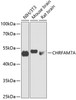 Western blot analysis of extracts of various cell lines, using CHRFAM7A antibody (14-535) at 1:1000 dilution.<br/>Secondary antibody: HRP Goat Anti-Rabbit IgG (H+L) at 1:10000 dilution.<br/>Lysates/proteins: 25ug per lane.<br/>Blocking buffer: 3% nonfat dry milk in TBST.<br/>Detection: ECL Basic Kit.<br/>Exposure time: 1s.