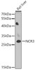 Western blot analysis of extracts of Rat liver, using NCR3 antibody (14-543) at 1:1000 dilution.<br/>Secondary antibody: HRP Goat Anti-Rabbit IgG (H+L) at 1:10000 dilution.<br/>Lysates/proteins: 25ug per lane.<br/>Blocking buffer: 3% nonfat dry milk in TBST.<br/>Detection: ECL Enhanced Kit.<br/>Exposure time: 30s.