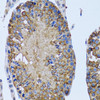 Immunohistochemistry of paraffin-embedded rat testis using EIF2AK4 antibody (14-545) at dilution of 1:100 (40x lens) .