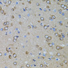 Immunohistochemistry of paraffin-embedded rat brain using GM13125 antibody (14-546) at dilution of 1:100 (40x lens) .