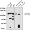 Western blot analysis of extracts of various cell lines, using ADGRD1 antibody (14-550) at 1:1000 dilution.<br/>Secondary antibody: HRP Goat Anti-Rabbit IgG (H+L) at 1:10000 dilution.<br/>Lysates/proteins: 25ug per lane.<br/>Blocking buffer: 3% nonfat dry milk in TBST.<br/>Detection: ECL Basic Kit.<br/>Exposure time: 5s.