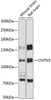 Western blot analysis of extracts of various cell lines, using CNTN5 antibody (14-564) at 1:3000 dilution.<br/>Secondary antibody: HRP Goat Anti-Rabbit IgG (H+L) at 1:10000 dilution.<br/>Lysates/proteins: 25ug per lane.<br/>Blocking buffer: 3% nonfat dry milk in TBST.<br/>Detection: ECL Basic Kit.<br/>Exposure time: 90s.