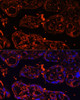 Immunofluorescence analysis of human placenta using LGR4 Polyclonal Antibody (14-566) at dilution of 1:100 (40x lens) . Blue: DAPI for nuclear staining.