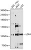 Western blot analysis of extracts of various cell lines, using LGR4 antibody (14-567) at 1:3000 dilution.<br/>Secondary antibody: HRP Goat Anti-Rabbit IgG (H+L) at 1:10000 dilution.<br/>Lysates/proteins: 25ug per lane.<br/>Blocking buffer: 3% nonfat dry milk in TBST.<br/>Detection: ECL Enhanced Kit.<br/>Exposure time: 120s.