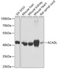 Western blot analysis of extracts of various cell lines, using ACADL antibody (14-568) at 1:1000 dilution.<br/>Secondary antibody: HRP Goat Anti-Rabbit IgG (H+L) at 1:10000 dilution.<br/>Lysates/proteins: 25ug per lane.<br/>Blocking buffer: 3% nonfat dry milk in TBST.<br/>Detection: ECL Basic Kit.<br/>Exposure time: 1s.