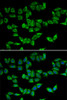 Immunofluorescence analysis of U2OS cells using PRDX5 antibody (14-582) . Blue: DAPI for nuclear staining.