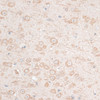 Immunohistochemistry of paraffin-embedded mouse brain using HMGA1 antibody (14-583) at dilution of 1:100 (40x lens) .