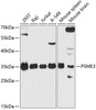 Western blot analysis of extracts of various cell lines, using PSME3 antibody (14-585) at 1:3000 dilution.<br/>Secondary antibody: HRP Goat Anti-Rabbit IgG (H+L) at 1:10000 dilution.<br/>Lysates/proteins: 25ug per lane.<br/>Blocking buffer: 3% nonfat dry milk in TBST.<br/>Detection: ECL Basic Kit.<br/>Exposure time: 30s.