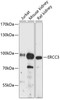 Western blot analysis of extracts of various cell lines, using ERCC3 antibody (14-588) at 1:3000 dilution.<br/>Secondary antibody: HRP Goat Anti-Rabbit IgG (H+L) at 1:10000 dilution.<br/>Lysates/proteins: 25ug per lane.<br/>Blocking buffer: 3% nonfat dry milk in TBST.<br/>Detection: ECL Enhanced Kit.<br/>Exposure time: 90s.