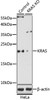 Western blot analysis of extracts from normal (control) and KRAS knockout (KO) 293T cells, using KRAS antibody (14-589) at 1:1000 dilution.<br/>Secondary antibody: HRP Goat Anti-Rabbit IgG (H+L) at 1:10000 dilution.<br/>Lysates/proteins: 25ug per lane.<br/>Blocking buffer: 3% nonfat dry milk in TBST.<br/>Detection: ECL Basic Kit.<br/>Exposure time: 3min.