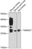 Western blot analysis of extracts of various cell lines, using TMEM27 antibody (14-593) at 1:3000 dilution.<br/>Secondary antibody: HRP Goat Anti-Rabbit IgG (H+L) at 1:10000 dilution.<br/>Lysates/proteins: 25ug per lane.<br/>Blocking buffer: 3% nonfat dry milk in TBST.<br/>Detection: ECL Basic Kit.<br/>Exposure time: 90s.
