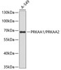Western blot analysis of extracts of A-549 cells, using PRKAA1/PRKAA2 antibody (14-595) .<br/>Secondary antibody: HRP Goat Anti-Rabbit IgG (H+L) at 1:10000 dilution.<br/>Lysates/proteins: 25ug per lane.<br/>Blocking buffer: 3% nonfat dry milk in TBST.