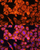 Immunofluorescence analysis of HeLa cells using AMPKa1/AMPKa2 Polyclonal Antibody (14-595) at dilution of 1:100 (40x lens) . Blue: DAPI for nuclear staining.