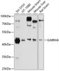 Western blot analysis of extracts of various cell lines, using GABRA6 antibody (14-612) at 1:3000 dilution.<br/>Secondary antibody: HRP Goat Anti-Rabbit IgG (H+L) at 1:10000 dilution.<br/>Lysates/proteins: 25ug per lane.<br/>Blocking buffer: 3% nonfat dry milk in TBST.<br/>Detection: ECL Enhanced Kit.<br/>Exposure time: 10s.