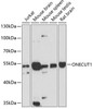 Western blot analysis of extracts of various cell lines, using ONECUT1 antibody (14-622) at 1:3000 dilution.<br/>Secondary antibody: HRP Goat Anti-Rabbit IgG (H+L) at 1:10000 dilution.<br/>Lysates/proteins: 25ug per lane.<br/>Blocking buffer: 3% nonfat dry milk in TBST.<br/>Detection: ECL Basic Kit.<br/>Exposure time: 90s.