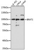 Western blot analysis of extracts of various cell lines, using Brat1 antibody (14-633) at 1:3000 dilution.<br/>Secondary antibody: HRP Goat Anti-Rabbit IgG (H+L) at 1:10000 dilution.<br/>Lysates/proteins: 25ug per lane.<br/>Blocking buffer: 3% nonfat dry milk in TBST.<br/>Detection: ECL Basic Kit.<br/>Exposure time: 30s.