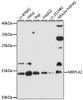 Western blot analysis of extracts of various cell lines, using MRPL42 antibody (14-639) at 1:3000 dilution.<br/>Secondary antibody: HRP Goat Anti-Rabbit IgG (H+L) at 1:10000 dilution.<br/>Lysates/proteins: 25ug per lane.<br/>Blocking buffer: 3% nonfat dry milk in TBST.<br/>Detection: ECL Basic Kit.<br/>Exposure time: 90s.