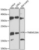 Western blot analysis of extracts of various cell lines, using TMEM126A antibody (14-646) at 1:3000 dilution.<br/>Secondary antibody: HRP Goat Anti-Rabbit IgG (H+L) at 1:10000 dilution.<br/>Lysates/proteins: 25ug per lane.<br/>Blocking buffer: 3% nonfat dry milk in TBST.<br/>Detection: ECL Enhanced Kit.<br/>Exposure time: 90s.