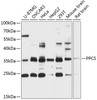 Western blot analysis of extracts of various cell lines, using PPCS antibody (14-656) at 1:3000 dilution.<br/>Secondary antibody: HRP Goat Anti-Rabbit IgG (H+L) at 1:10000 dilution.<br/>Lysates/proteins: 25ug per lane.<br/>Blocking buffer: 3% nonfat dry milk in TBST.<br/>Detection: ECL Enhanced Kit.<br/>Exposure time: 60s.