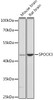 Western blot analysis of extracts of various cell lines, using SPOCK3 antibody (14-660) at 1:3000 dilution.<br/>Secondary antibody: HRP Goat Anti-Rabbit IgG (H+L) at 1:10000 dilution.<br/>Lysates/proteins: 25ug per lane.<br/>Blocking buffer: 3% nonfat dry milk in TBST.<br/>Detection: ECL Basic Kit.<br/>Exposure time: 90s.