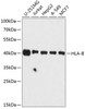 Western blot analysis of extracts of various cell lines, using HLA-B antibody (14-661) at 1:3000 dilution.<br/>Secondary antibody: HRP Goat Anti-Rabbit IgG (H+L) at 1:10000 dilution.<br/>Lysates/proteins: 25ug per lane.<br/>Blocking buffer: 3% nonfat dry milk in TBST.<br/>Detection: ECL Basic Kit.<br/>Exposure time: 30s.