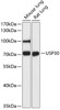 Western blot analysis of extracts of various cell lines, using USP30 antibody (14-670) at 1:3000 dilution.<br/>Secondary antibody: HRP Goat Anti-Rabbit IgG (H+L) at 1:10000 dilution.<br/>Lysates/proteins: 25ug per lane.<br/>Blocking buffer: 3% nonfat dry milk in TBST.<br/>Detection: ECL Basic Kit.<br/>Exposure time: 30s.