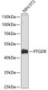 Western blot analysis of extracts of NIH/3T3 cells, using PTGDR antibody (14-679) at 1:3000 dilution.<br/>Secondary antibody: HRP Goat Anti-Rabbit IgG (H+L) at 1:10000 dilution.<br/>Lysates/proteins: 25ug per lane.<br/>Blocking buffer: 3% nonfat dry milk in TBST.<br/>Detection: ECL Basic Kit.<br/>Exposure time: 90s.