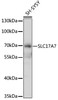 Western blot analysis of extracts of SH-SY5Y cells, using SLC17A7 antibody (14-681) at 1:3000 dilution.<br/>Secondary antibody: HRP Goat Anti-Rabbit IgG (H+L) at 1:10000 dilution.<br/>Lysates/proteins: 25ug per lane.<br/>Blocking buffer: 3% nonfat dry milk in TBST.<br/>Detection: ECL Basic Kit.<br/>Exposure time: 30s.