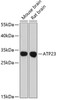 Western blot analysis of extracts of various cell lines, using ATP23 antibody (14-683) at 1:3000 dilution.<br/>Secondary antibody: HRP Goat Anti-Rabbit IgG (H+L) at 1:10000 dilution.<br/>Lysates/proteins: 25ug per lane.<br/>Blocking buffer: 3% nonfat dry milk in TBST.<br/>Detection: ECL Basic Kit.<br/>Exposure time: 90s.