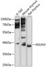 Western blot analysis of extracts of various cell lines, using NSUN3 antibody (14-687) at 1:3000 dilution.<br/>Secondary antibody: HRP Goat Anti-Rabbit IgG (H+L) at 1:10000 dilution.<br/>Lysates/proteins: 25ug per lane.<br/>Blocking buffer: 3% nonfat dry milk in TBST.<br/>Detection: ECL Basic Kit.<br/>Exposure time: 30s.