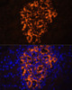 Immunofluorescence analysis of rat pancreas using PNLIPRP2 antibody (14-689) at dilution of 1:100. Blue: DAPI for nuclear staining.