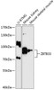 Western blot analysis of extracts of various cell lines, using ZBTB33 antibody (14-692) at 1:3000 dilution.<br/>Secondary antibody: HRP Goat Anti-Rabbit IgG (H+L) at 1:10000 dilution.<br/>Lysates/proteins: 25ug per lane.<br/>Blocking buffer: 3% nonfat dry milk in TBST.<br/>Detection: ECL Enhanced Kit.<br/>Exposure time: 90s.