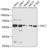 Western blot analysis of extracts of various cell lines, using DKC1 antibody (14-697) at 1:3000 dilution.<br/>Secondary antibody: HRP Goat Anti-Rabbit IgG (H+L) at 1:10000 dilution.<br/>Lysates/proteins: 25ug per lane.<br/>Blocking buffer: 3% nonfat dry milk in TBST.<br/>Detection: ECL Basic Kit.<br/>Exposure time: 60s.