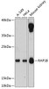 Western blot analysis of extracts of various cell lines, using RAP1B antibody (14-702) at 1:3000 dilution.<br/>Secondary antibody: HRP Goat Anti-Rabbit IgG (H+L) at 1:10000 dilution.<br/>Lysates/proteins: 25ug per lane.<br/>Blocking buffer: 3% nonfat dry milk in TBST.<br/>Detection: ECL Enhanced Kit.<br/>Exposure time: 30s.