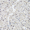 Immunohistochemistry of paraffin-embedded human liver using CDK7 antibody (14-712) at dilution of 1:150 (40x lens) .