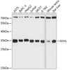 Western blot analysis of extracts of various cell lines, using ECH1 Antibody (14-714) at 1:3000 dilution.<br/>Secondary antibody: HRP Goat Anti-Rabbit IgG (H+L) at 1:10000 dilution.<br/>Lysates/proteins: 25ug per lane.<br/>Blocking buffer: 3% nonfat dry milk in TBST.<br/>Detection: ECL Basic Kit.<br/>Exposure time: 10s.