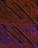 Immunofluorescence analysis of rat heart using MYH6 antibody (14-727) at dilution of 1:100. Blue: DAPI for nuclear staining.